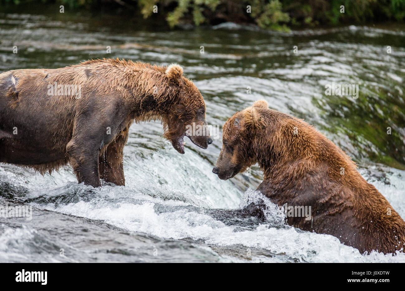 Two brown bears fight for a place on the river for fishing. USA. Alaska. Kathmai National Park. Great illustration. Stock Photo
