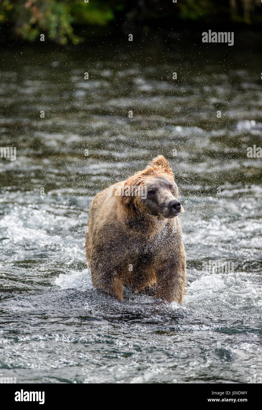 The brown bear brushes water, surrounded by spray. USA. Alaska. Kathmai