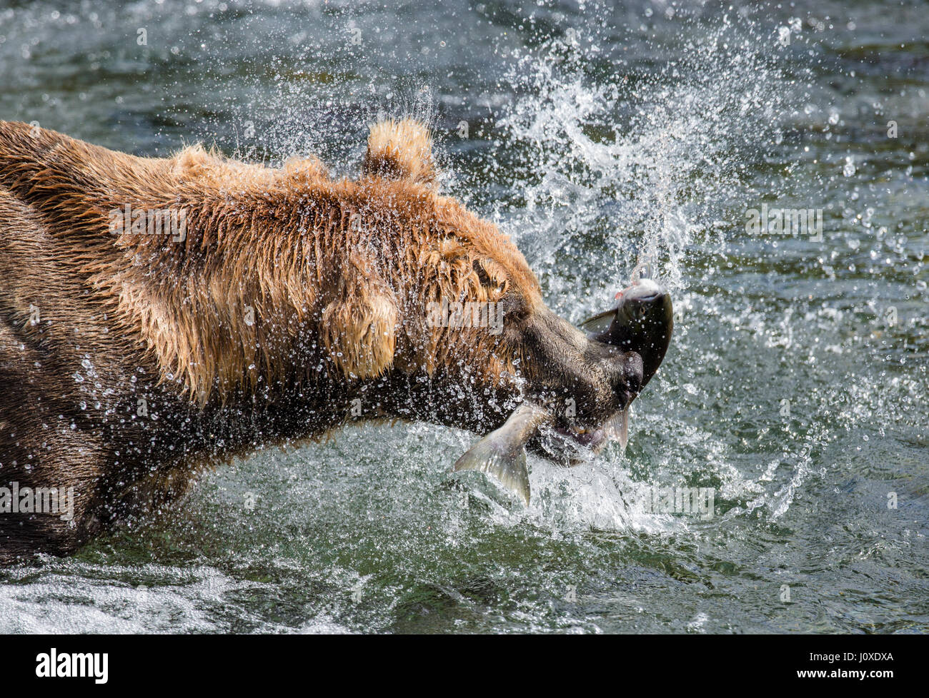 A brown bear catches salmon in the river. USA. Alaska. Kathmai National Park. Great illustration. Stock Photo