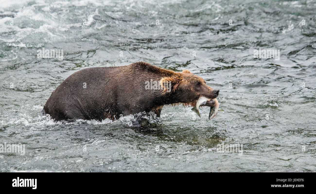 Brown bear with salmon in its mouth. USA. Alaska. Kathmai National Park. Great illustration. Stock Photo