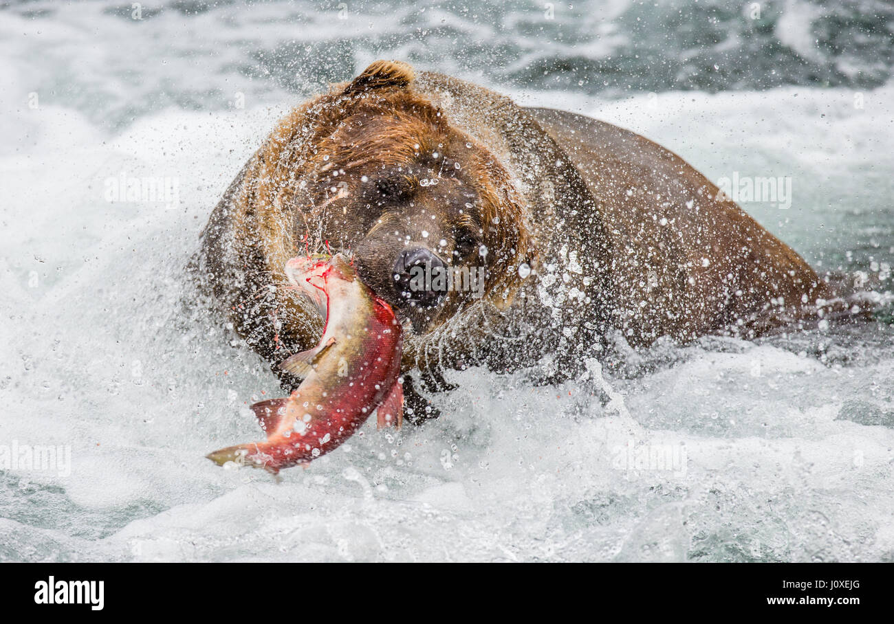 Brown bear with salmon in its mouth. USA. Alaska. Kathmai National Park. Great illustration. Stock Photo