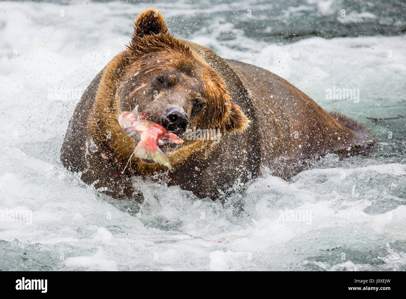 Brown bear with salmon in its mouth. USA. Alaska. Kathmai National Park. Great illustration. Stock Photo