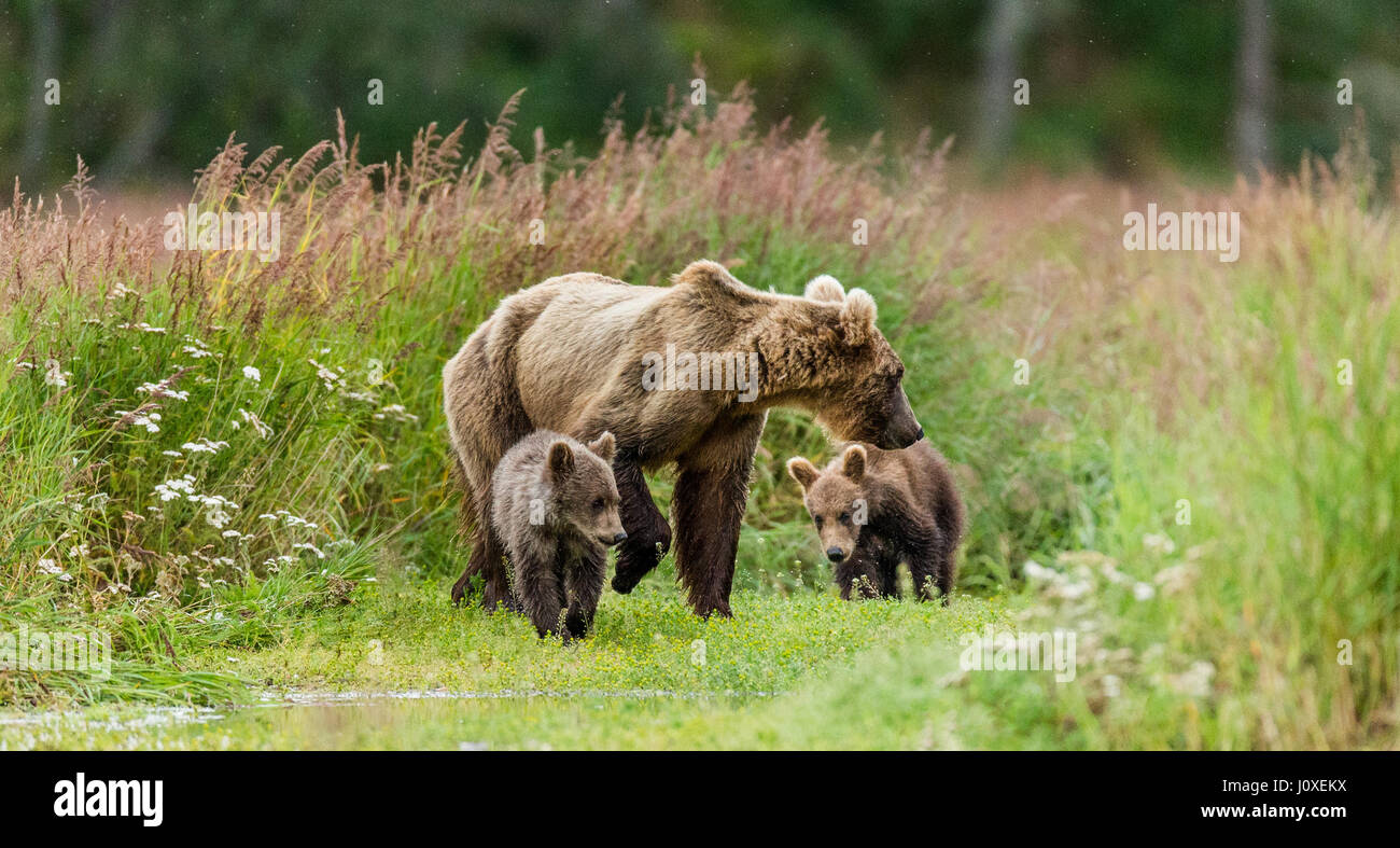 Mother is a brown bear with cubs in the wild. USA. Alaska. Kathmai National Park. Great illustration. Stock Photo