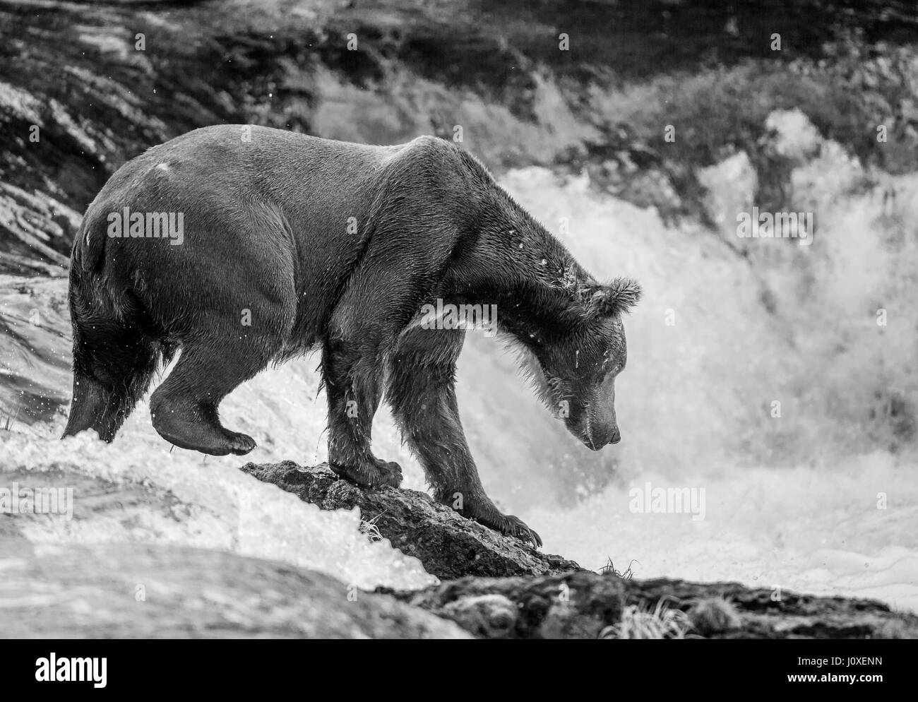 Brown bear standing in the river. USA. Alaska. Kathmai National Park. Great illustration. Stock Photo