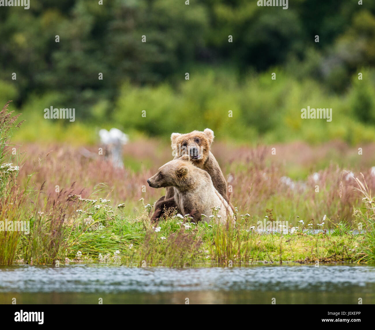 Mother is a brown bear with a cub playing on the shore of the lake. USA ...
