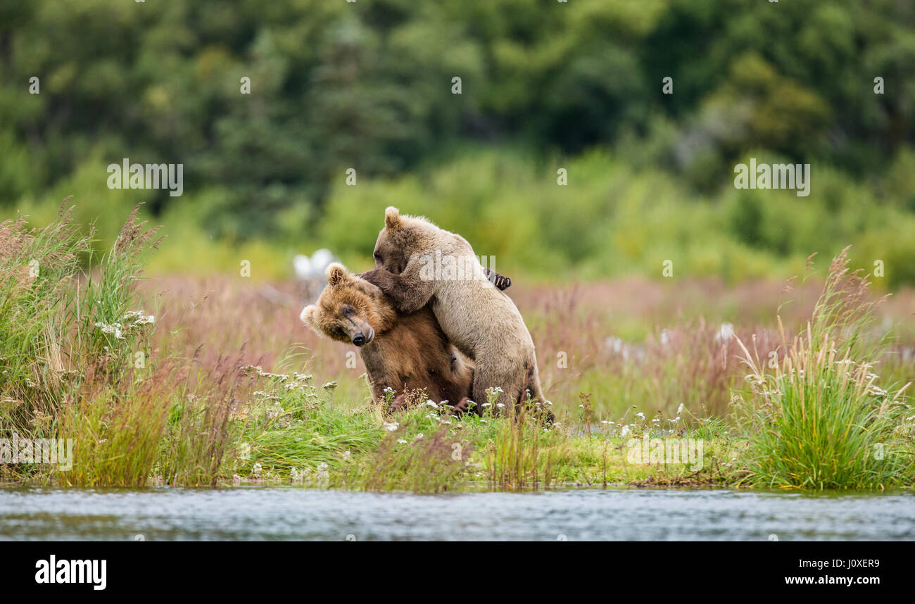Mother is a brown bear with a cub playing on the shore of the lake. USA ...