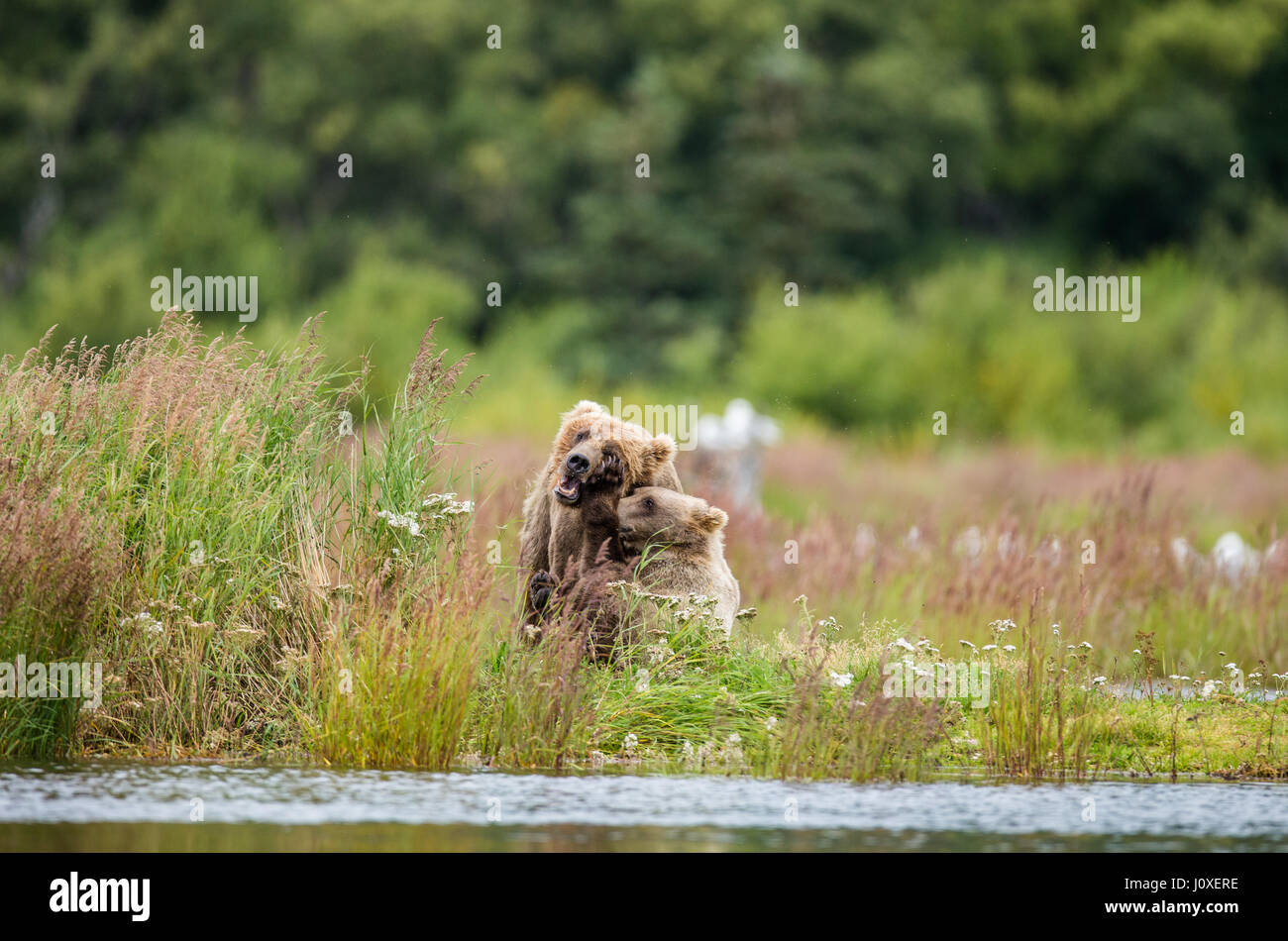 Mother is a brown bear with a cub playing on the shore of the lake. USA ...