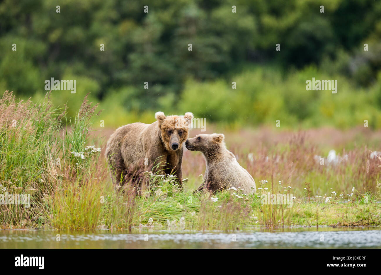 Mother is a brown bear with a cub playing on the shore of the lake. USA ...