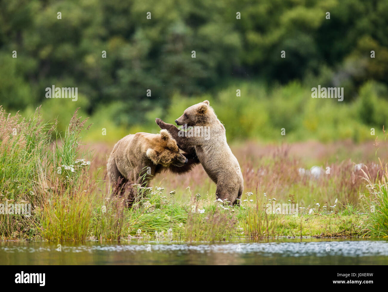 Mother is a brown bear with a cub playing on the shore of the lake. USA ...