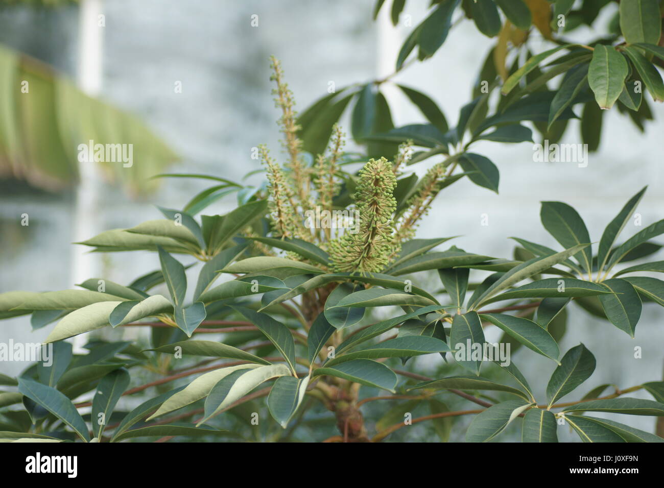 Schefflera taiwaniana Stock Photo