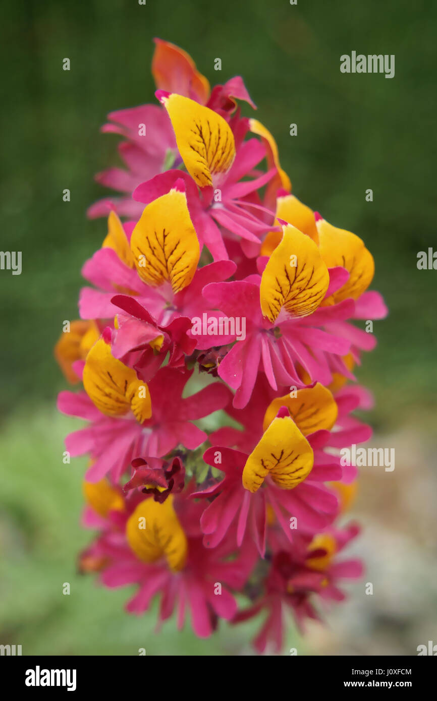 Schizanthus grahamii Stock Photo