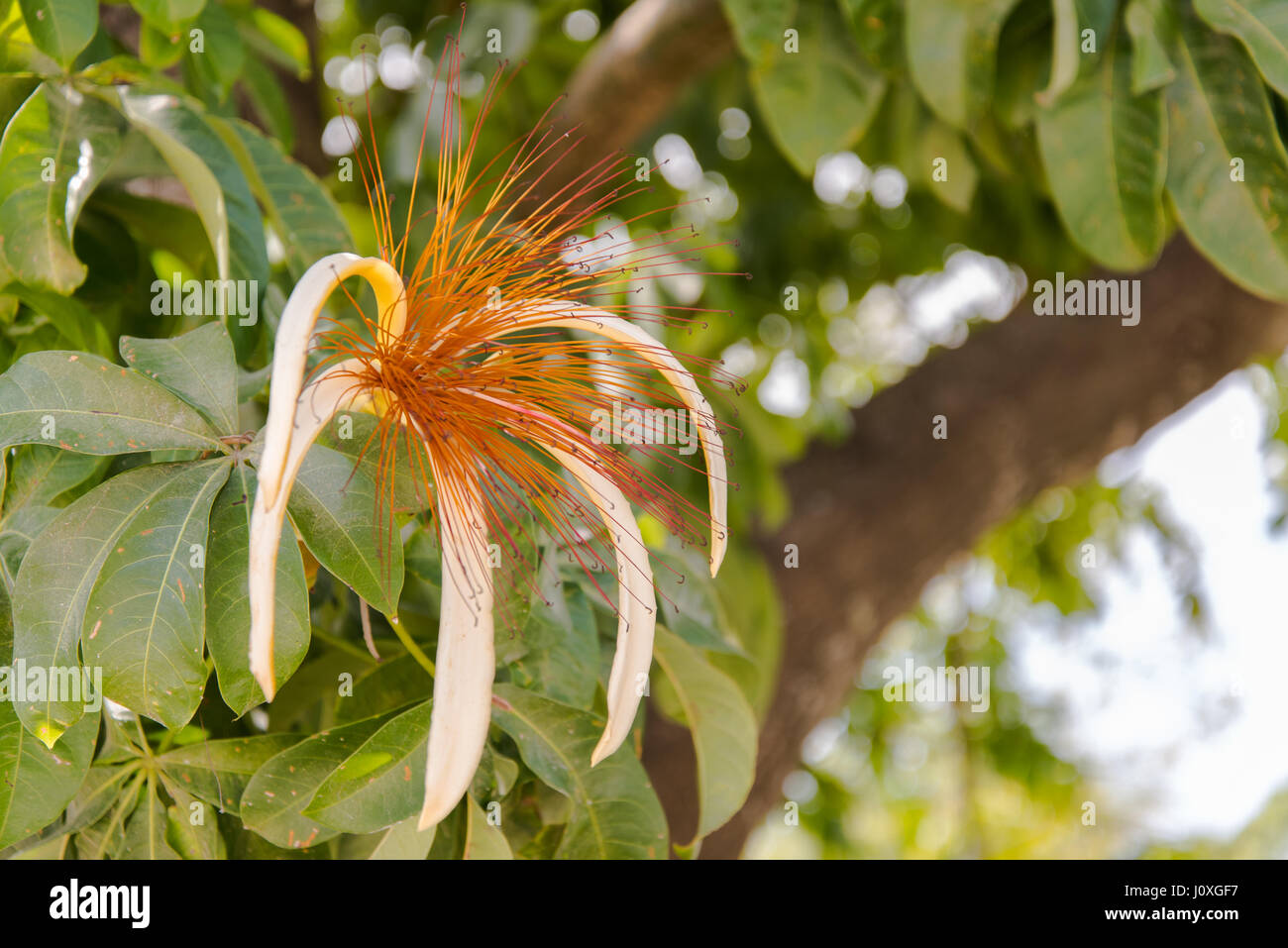 Guiana Chestnut Tropical Flower Stock Photo
