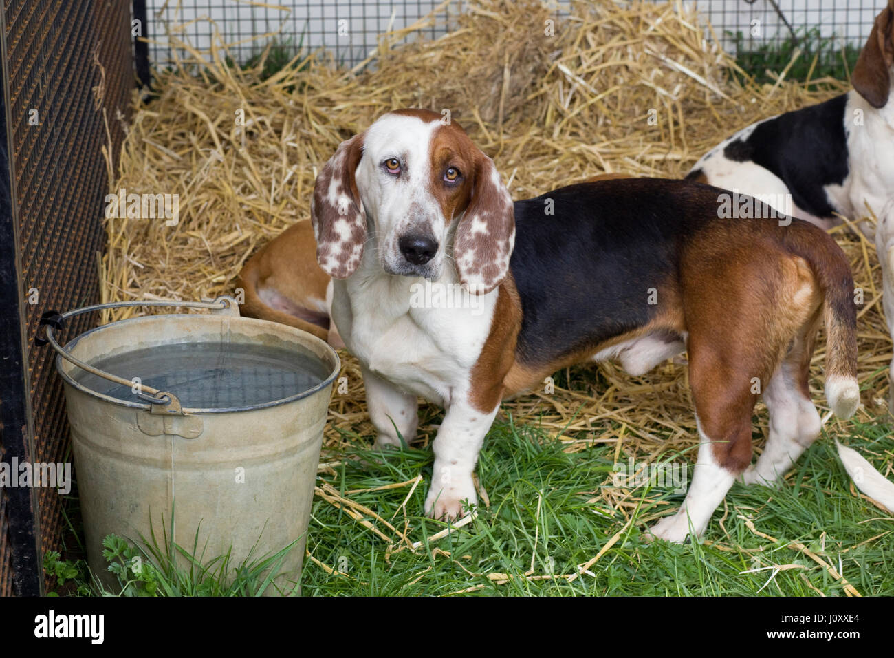 Basset Hound in kennels Stock Photo Alamy