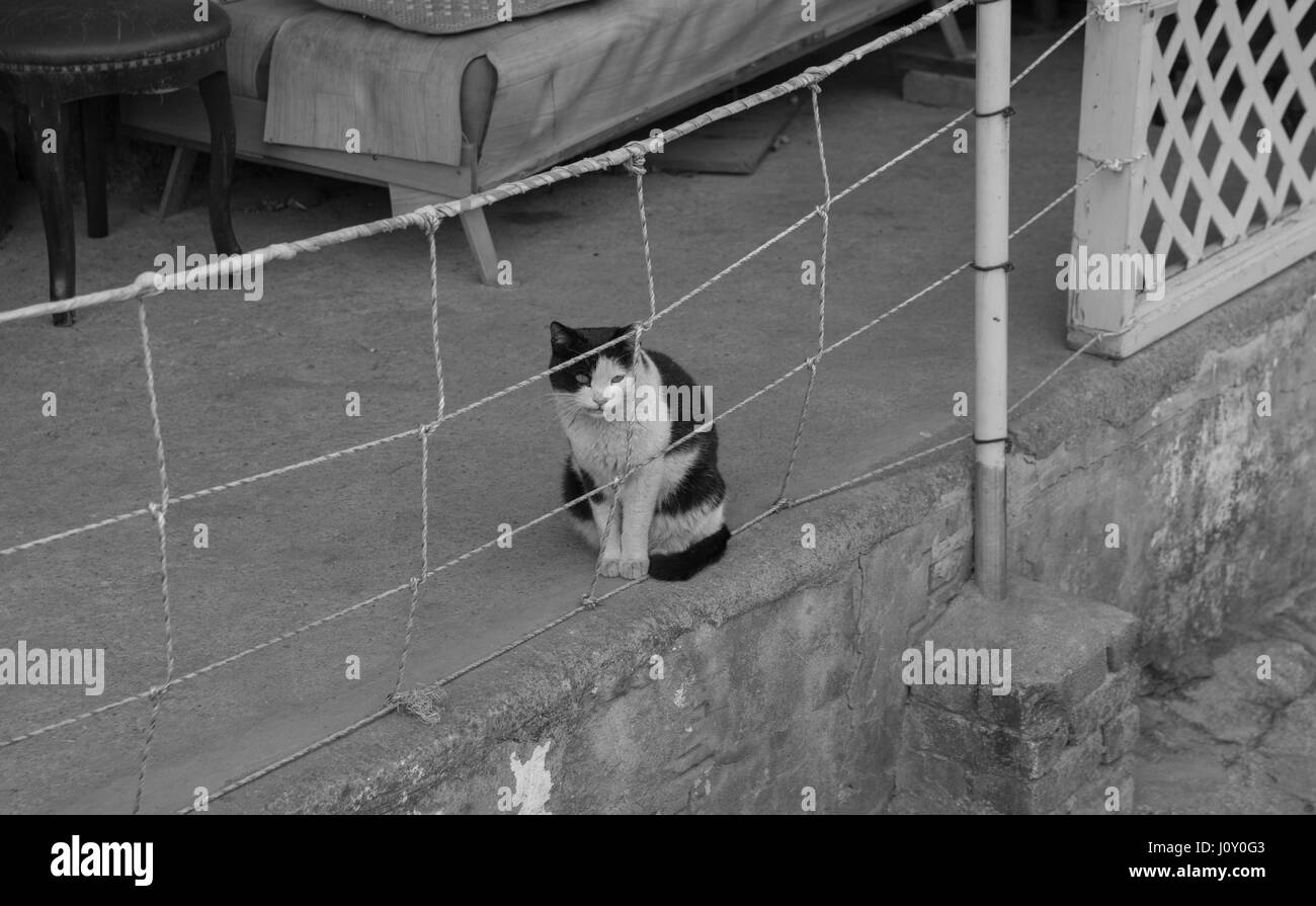 alley cat in shantytown in Seoul, Korea Stock Photo Alamy