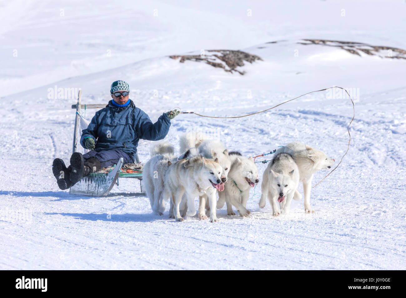 Husky dog in Ilulissat, Greenland Stock Photo