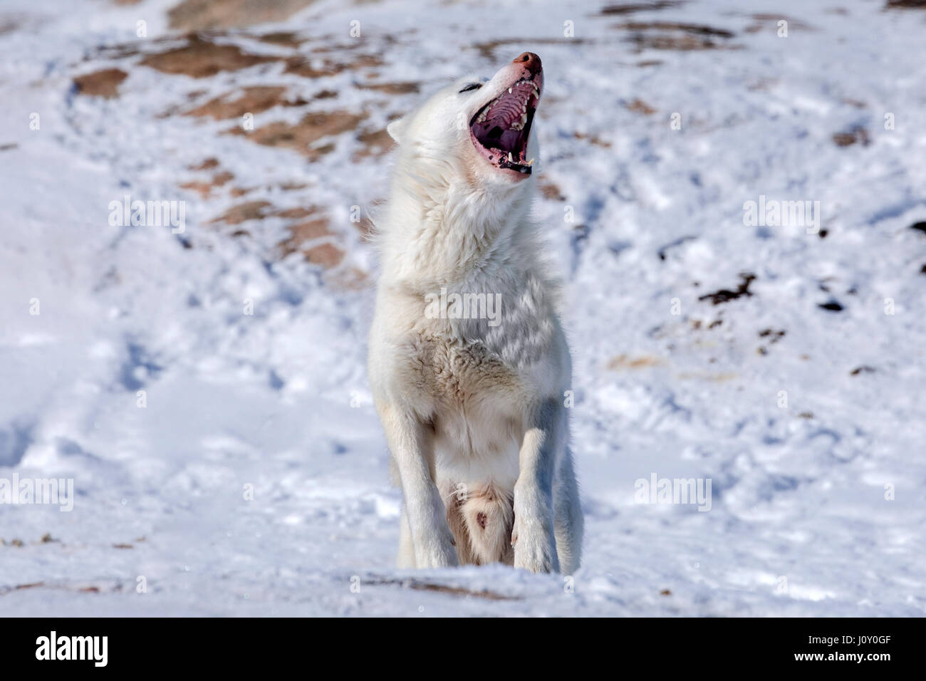 Husky dog in Ilulissat, Greenland Stock Photo