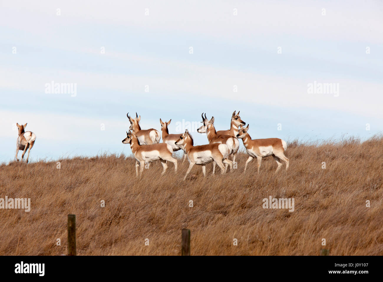 Pronghorn Antelope in field in Alberta Canada Stock Photo Alamy