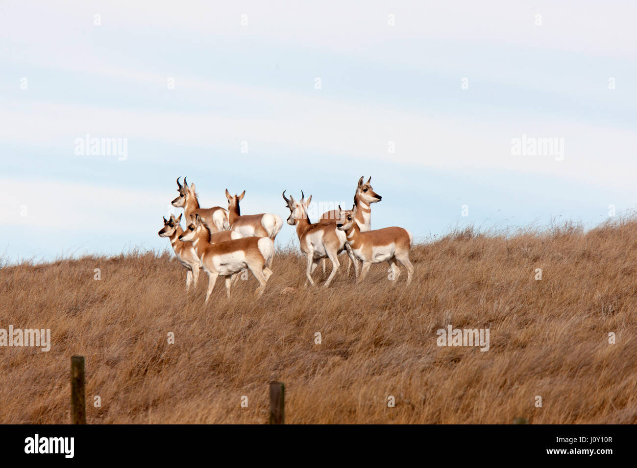 Pronghorn Antelope in field in Alberta Canada Stock Photo Alamy