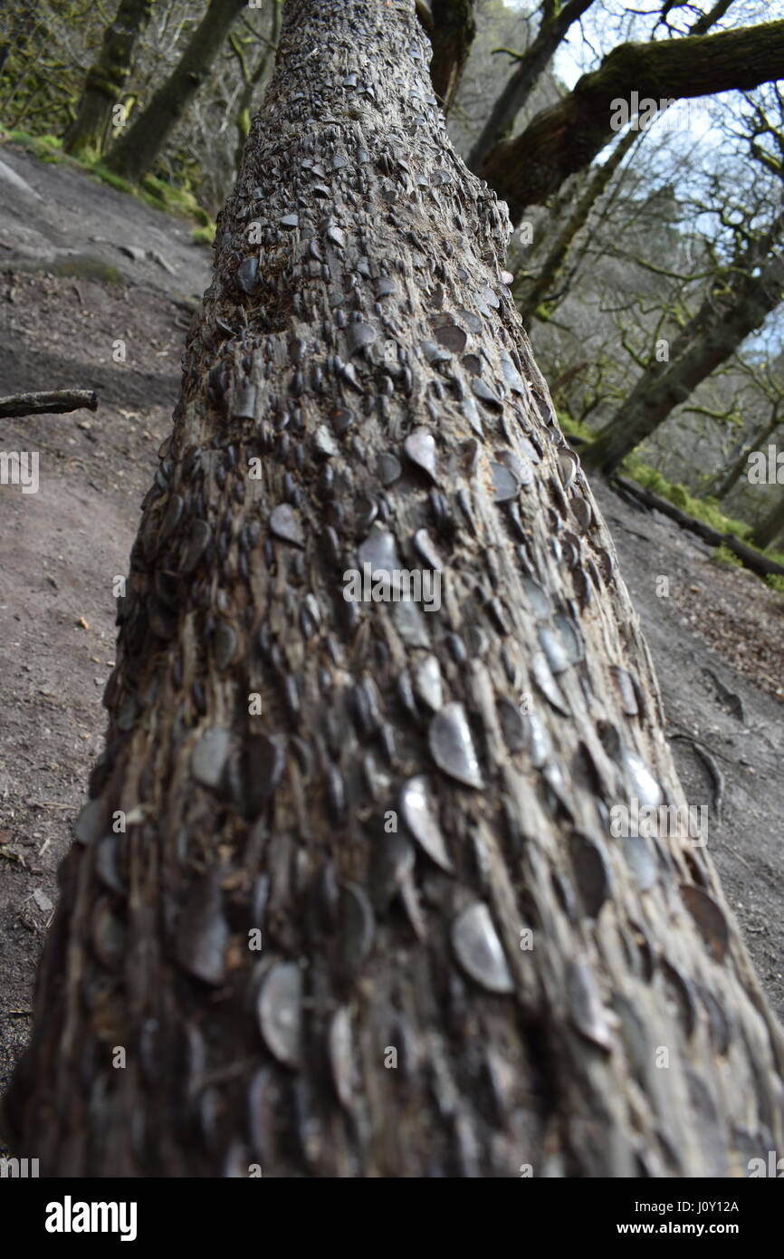 Money Tree myth old wives tale yorkshire england Stock Photo Alamy