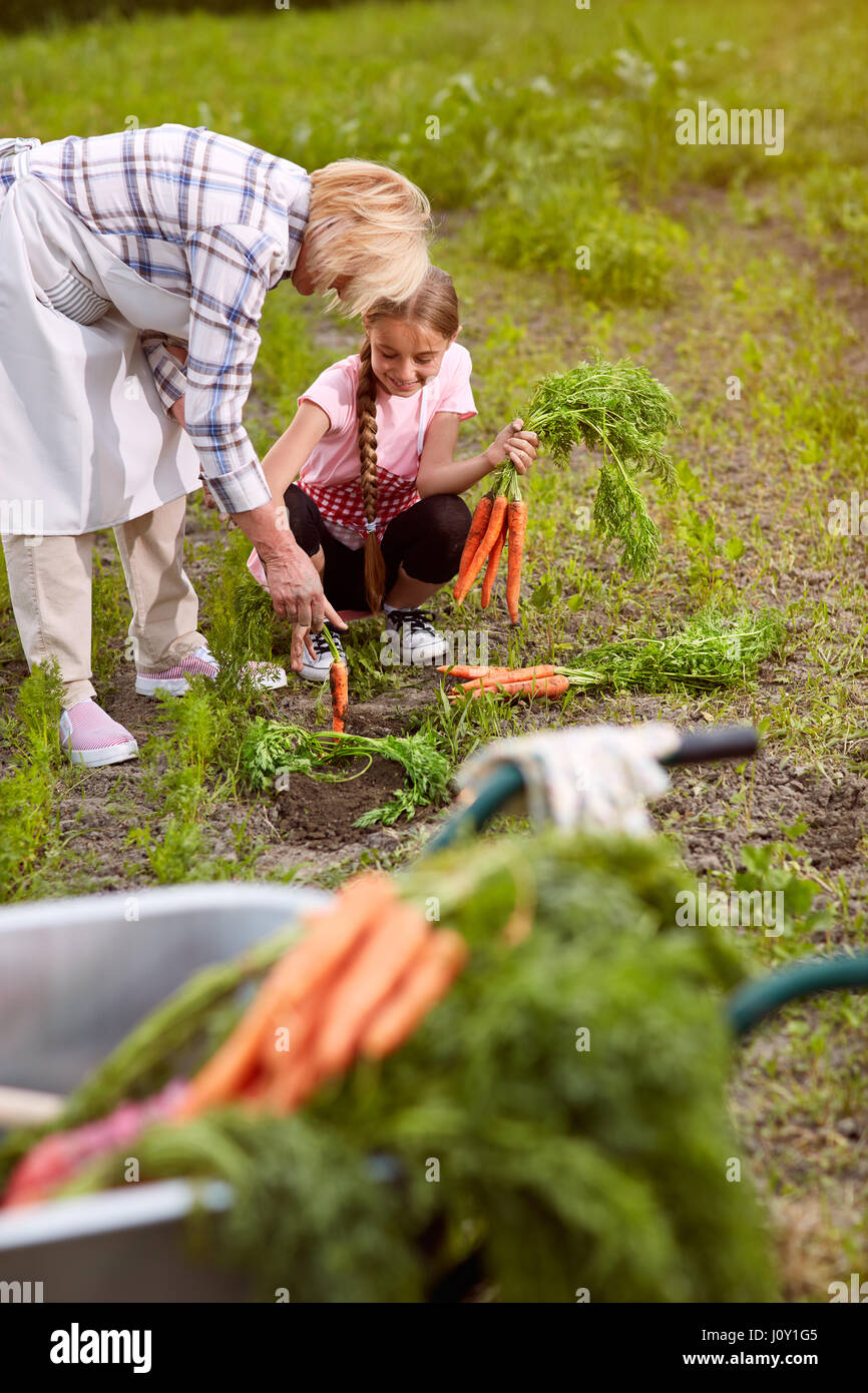 Grandmother with her granddaughter in garden pulling out carrots Stock
