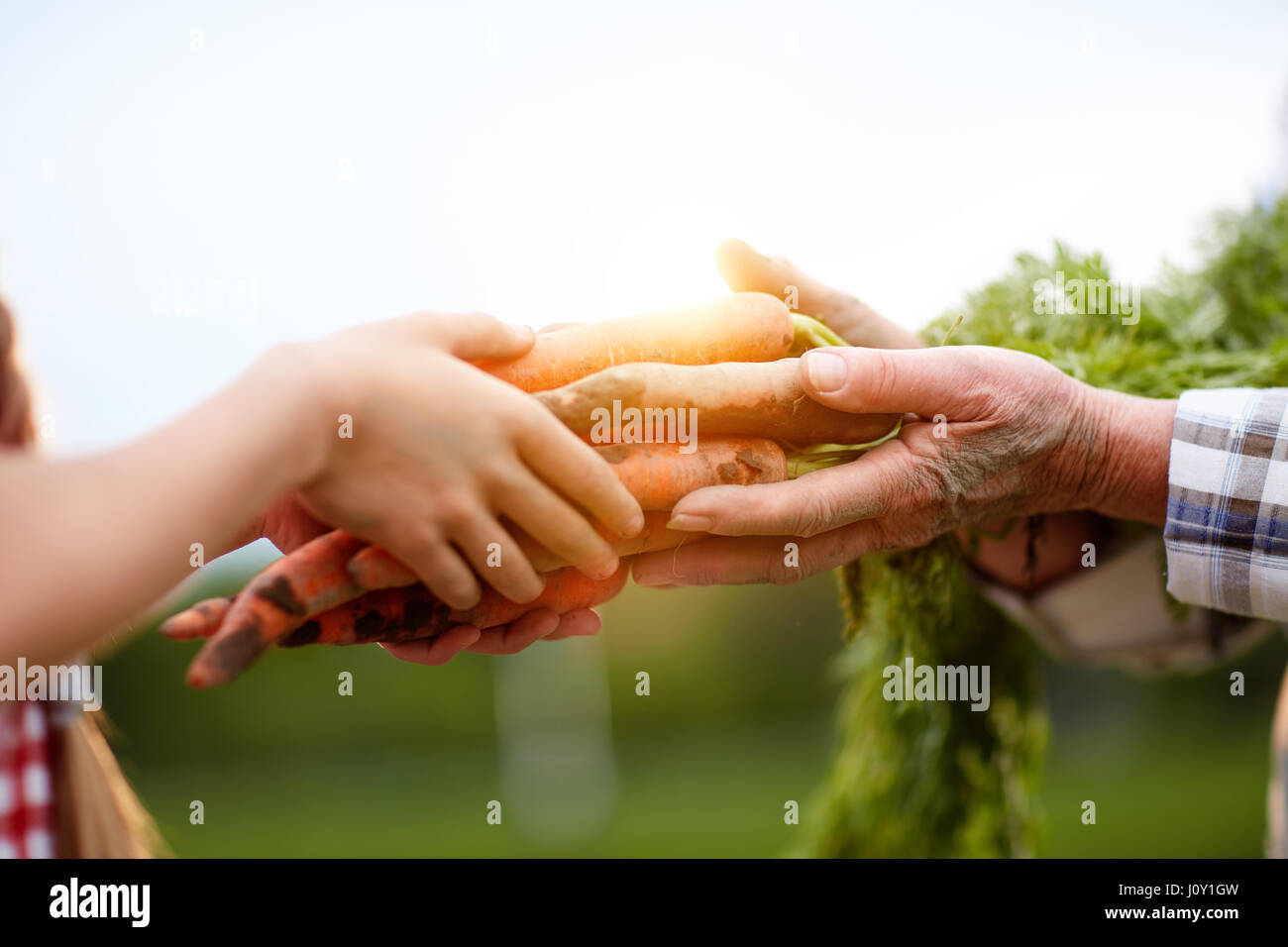 Close up of just picked carrots in hands Stock Photo