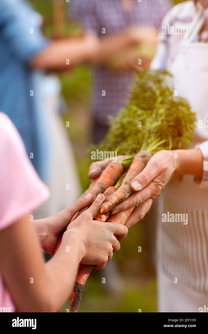 Close up of picked carrots in young and old hands Stock Photo