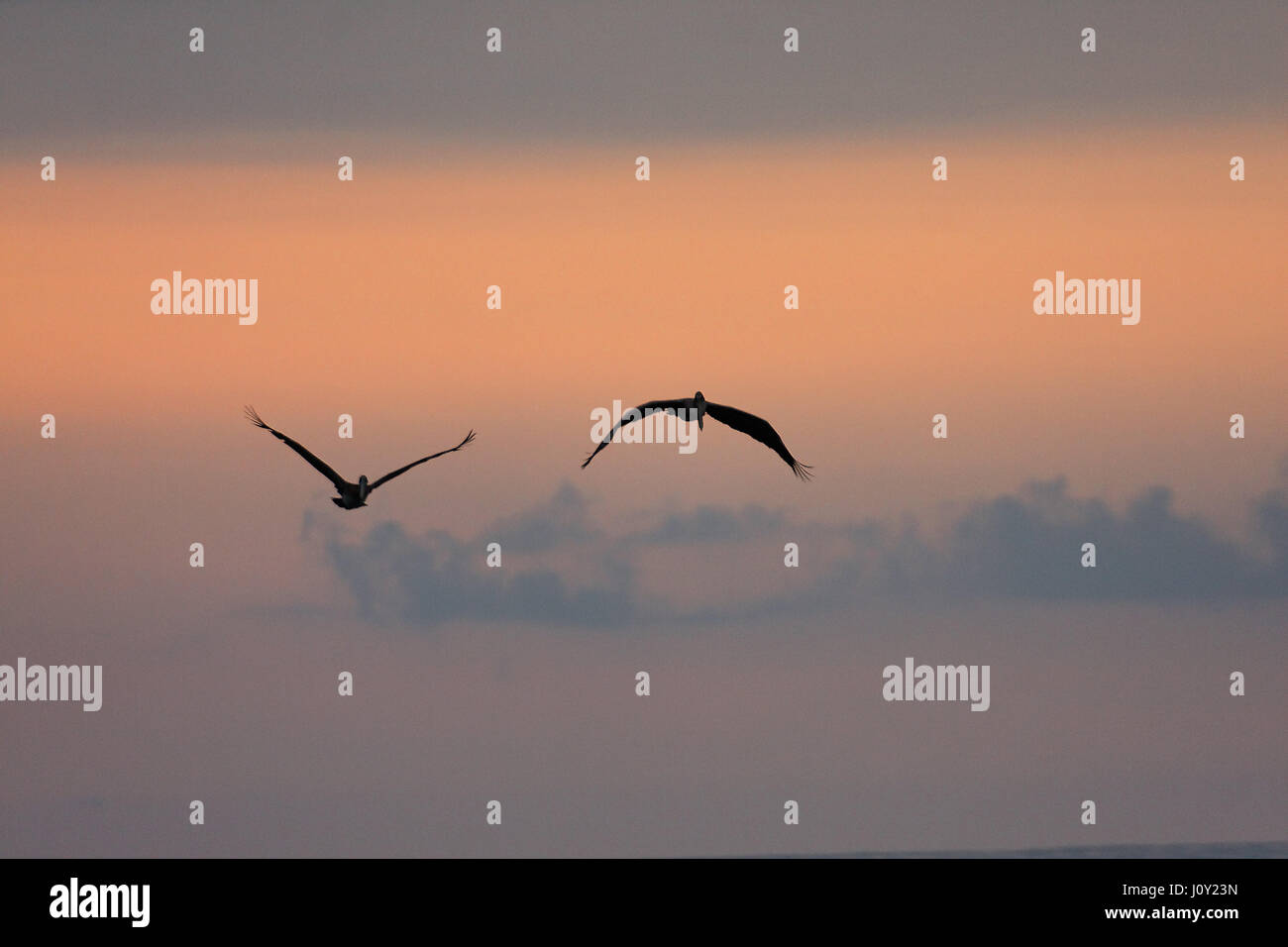 Birds on the sea at sunset, Montanita, Ecuador Stock Photo