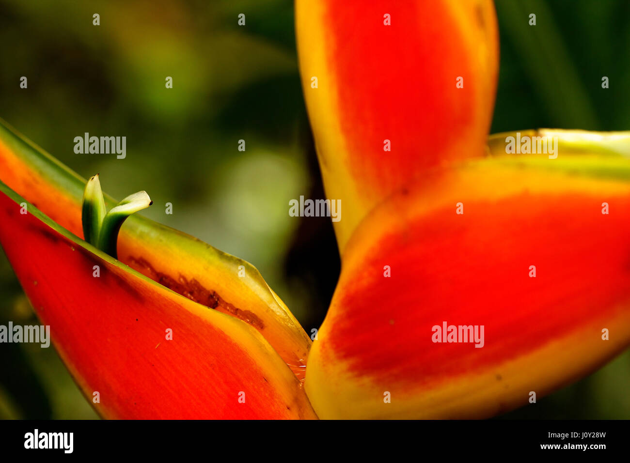 Heliconia flower from Amazon rainforest Stock Photo Alamy