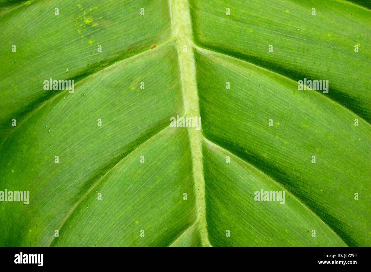Nervature of the tropical leaf in Amazon rainforest Stock Photo