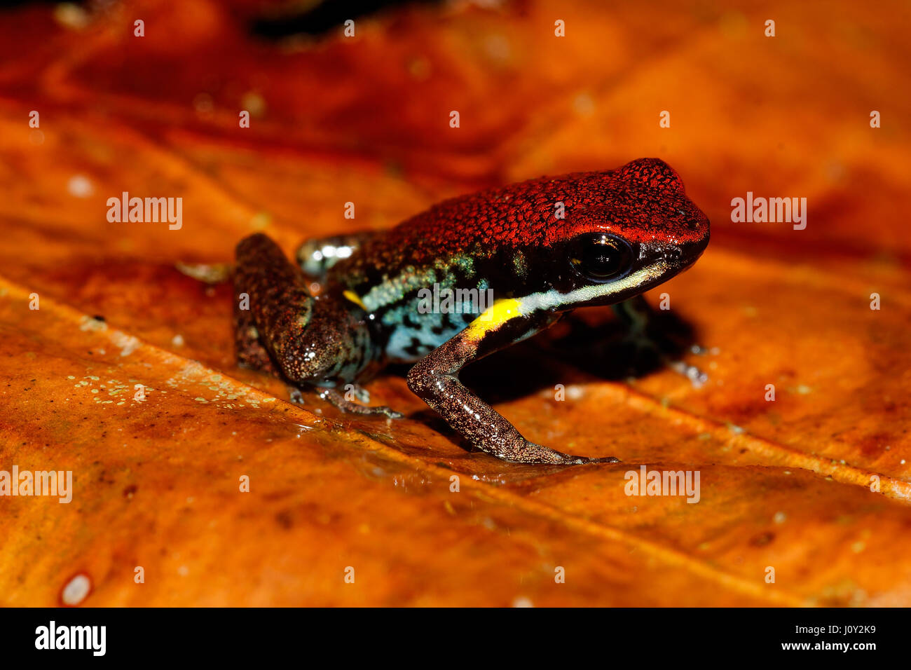 Poison dart frog in Yasuni National Park, Ecuador Stock Photo