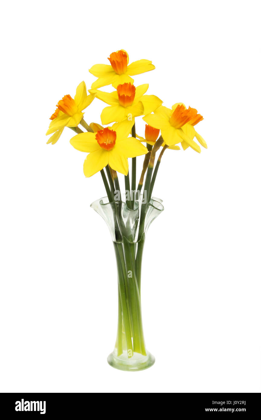 Arrangement of bright yellow Daffodils with orange centers in a glass