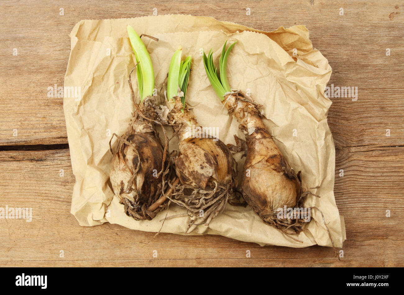 Nerine bulbs cheap