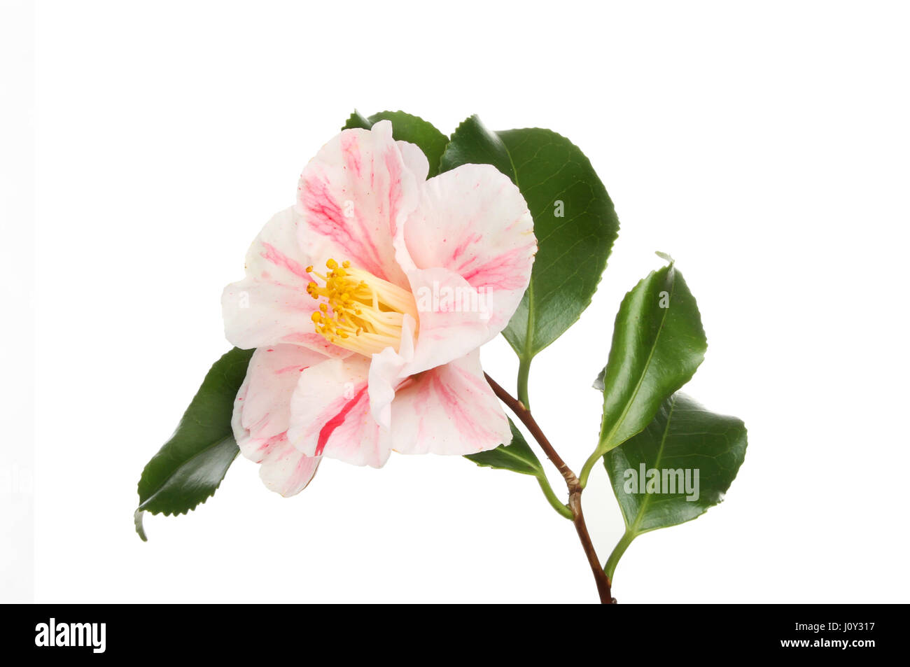 Variegated Camellia flower and foliage isolated against white Stock Photo