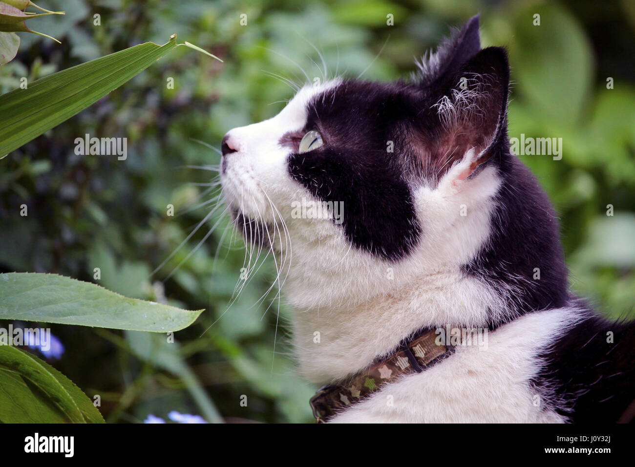 black and white tabby cat black and white tabby cat