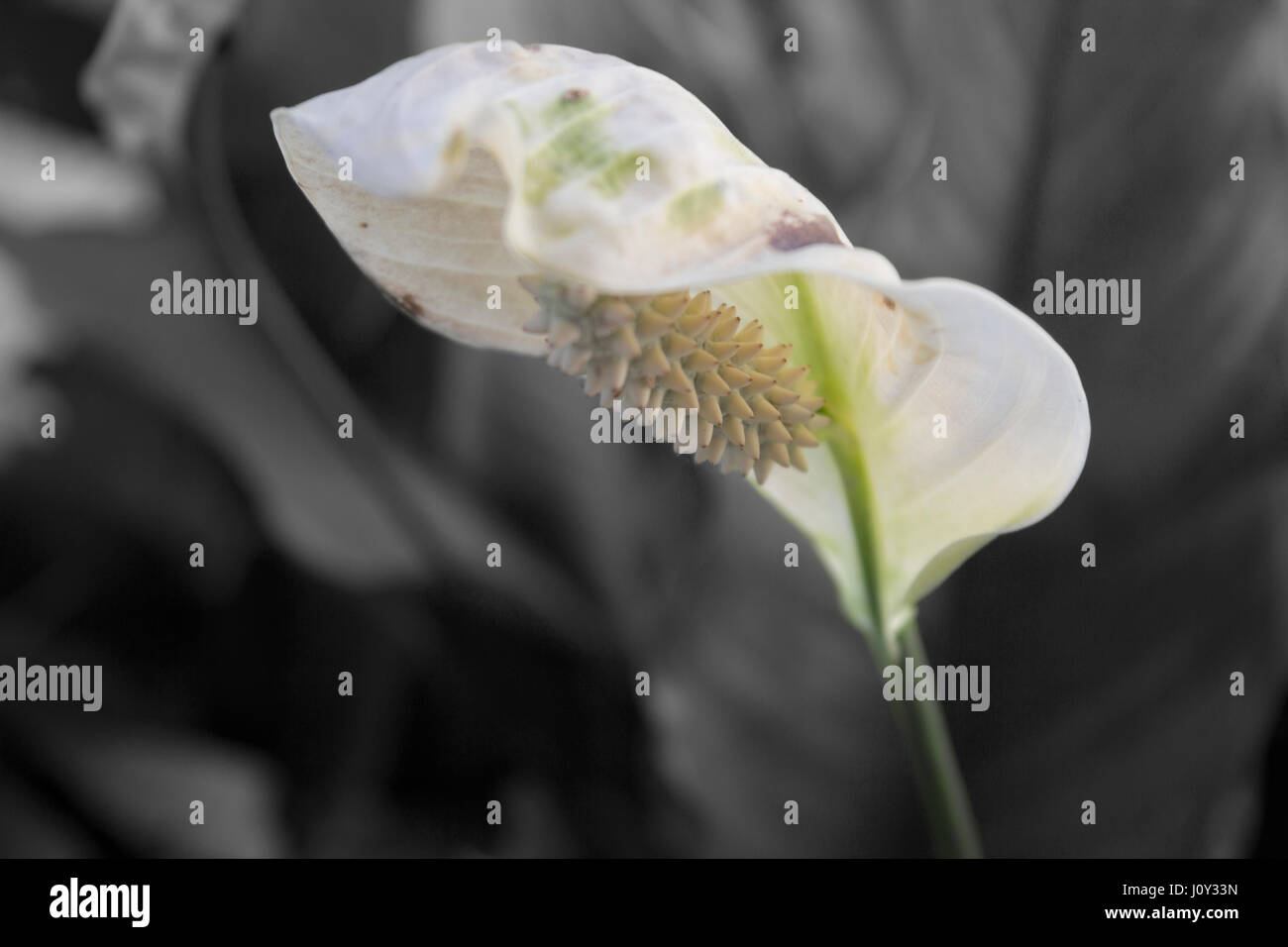 Peace Lily - Selective Color photo Stock Photo