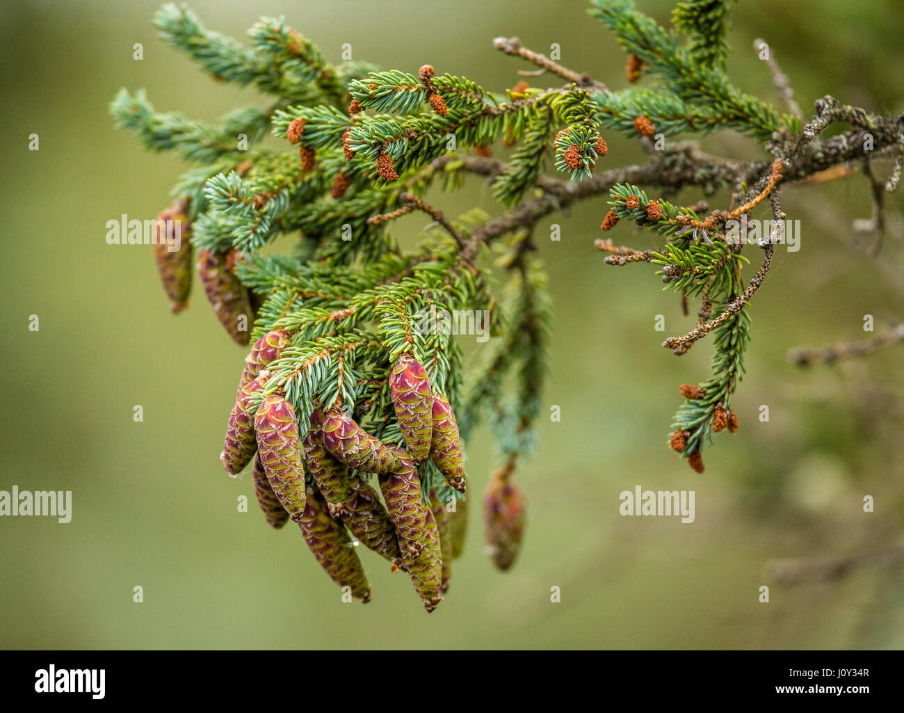 Detail of a pine branch with cones closeup. Alaska. National Park. USA. Stock Photo