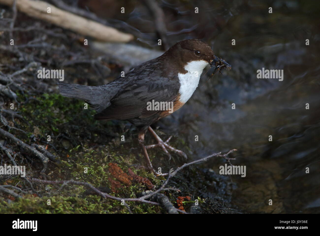 Adult Dipper feeding young in the nest Stock Photo