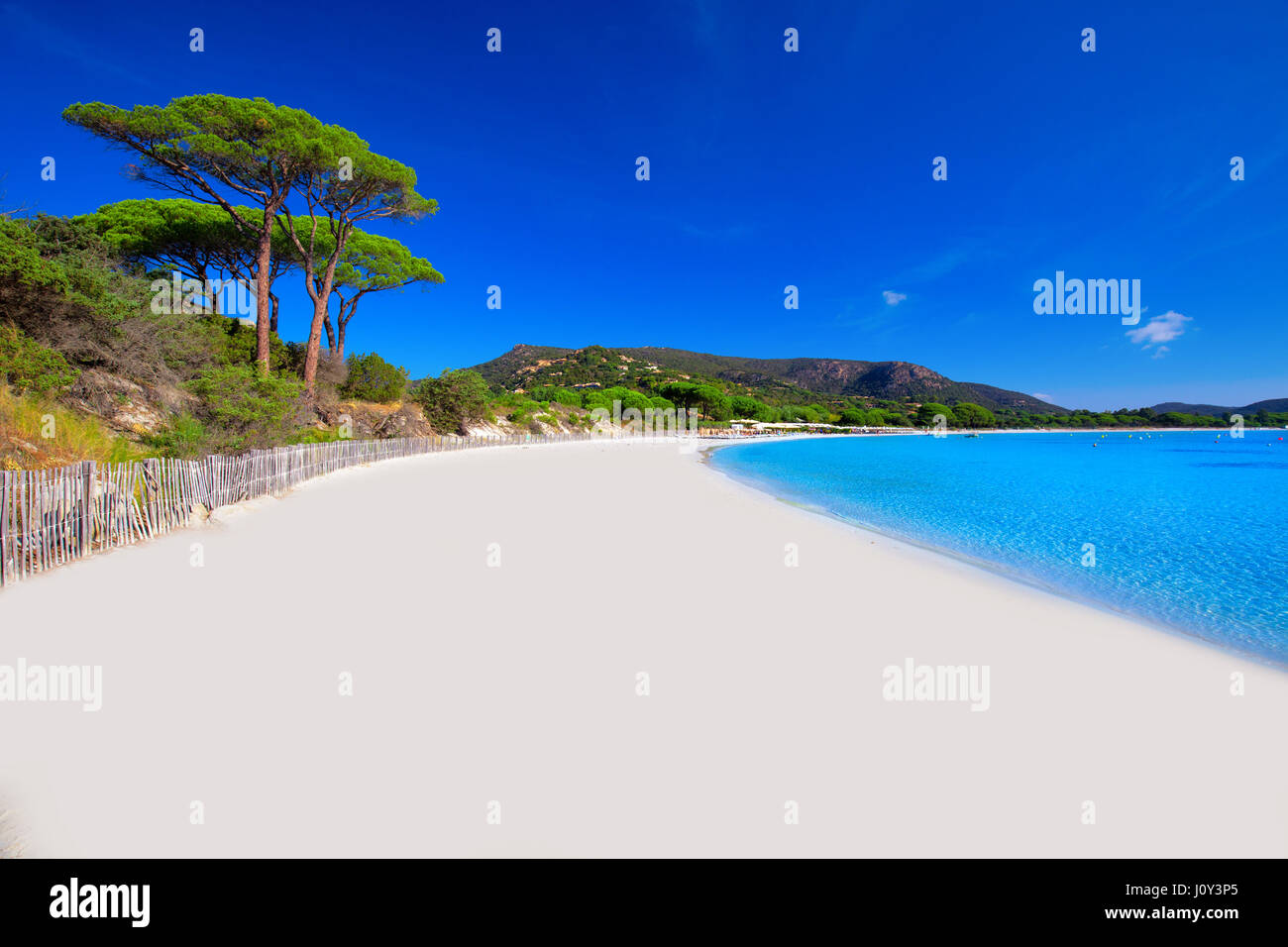 Palombaggia sandy beach with pine trees and azure clear water, Corsica, France, Europe. Stock Photo