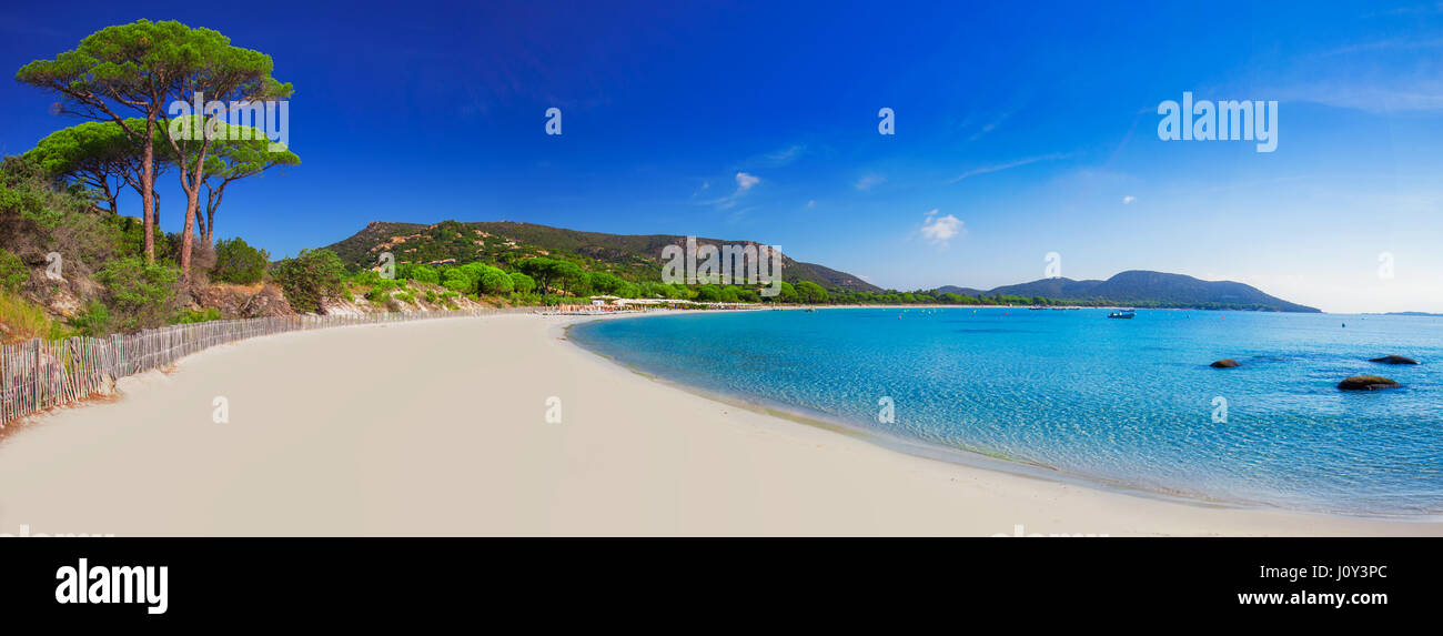 Palombaggia sandy beach with pine trees and azure clear water, Corsica, France, Europe. Stock Photo