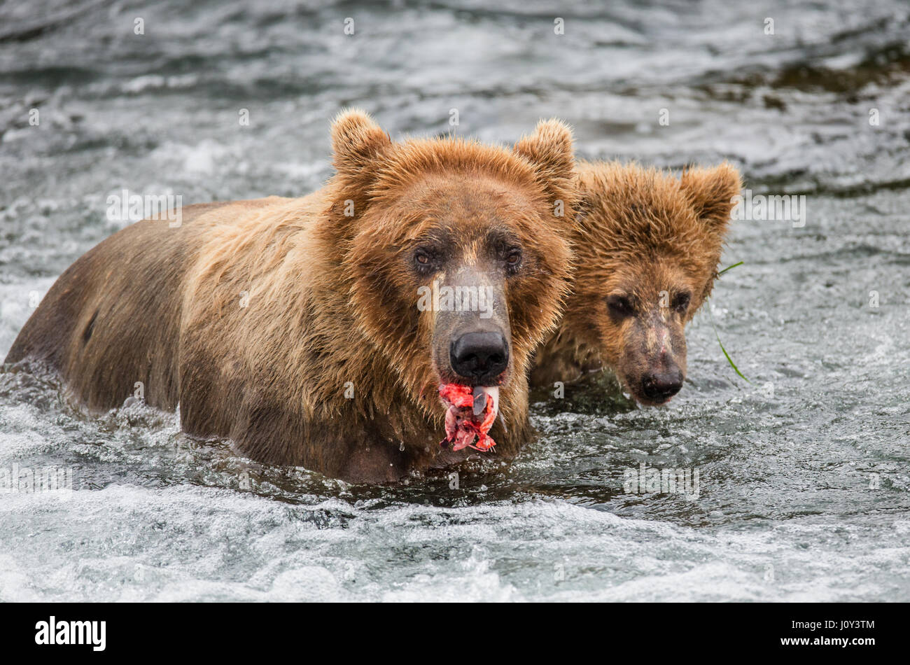 Mother brown bear with cub eats salmon in the river. USA. Alaska ...