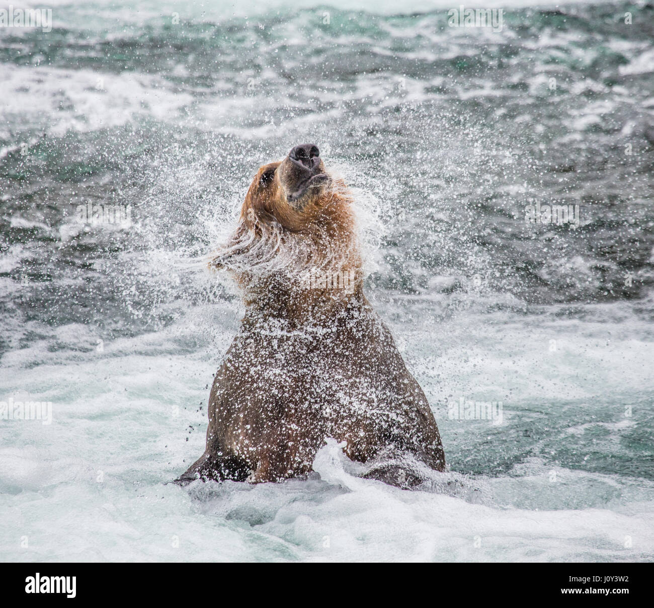 The brown bear brushes water, surrounded by spray. USA. Alaska. Kathmai