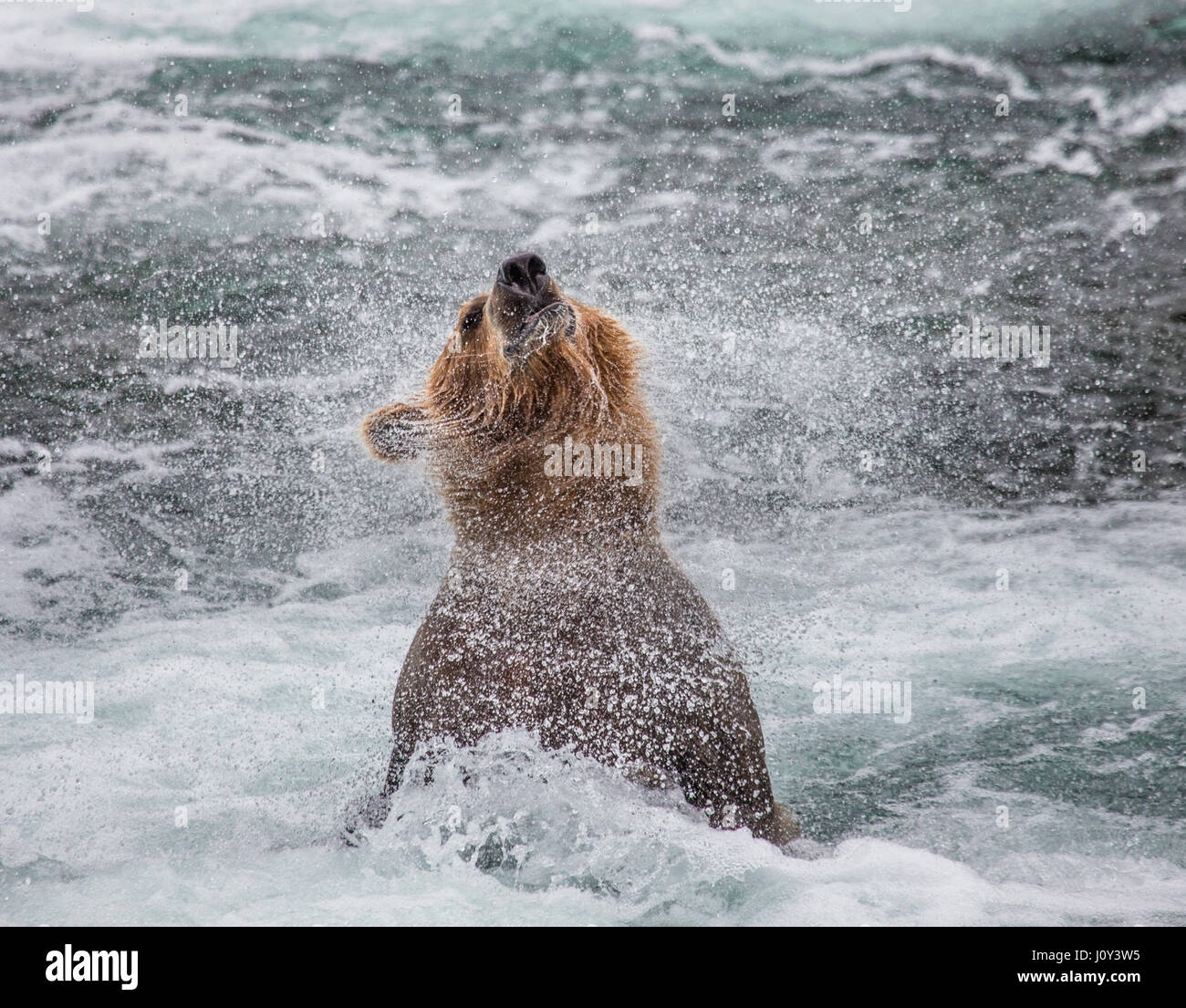 The brown bear brushes water, surrounded by spray. USA. Alaska. Kathmai
