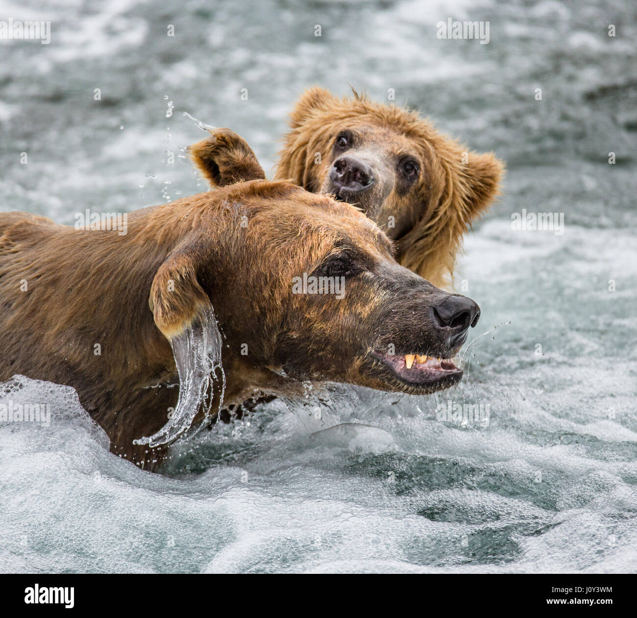 The brown bear brushes water, surrounded by spray. USA. Alaska. Kathmai