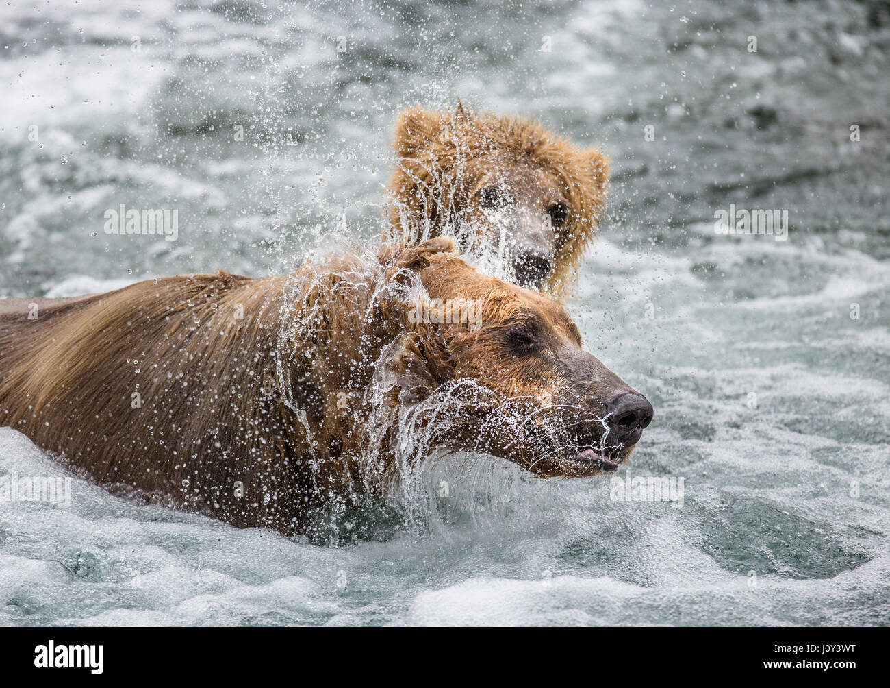 The brown bear brushes water, surrounded by spray. USA. Alaska. Kathmai