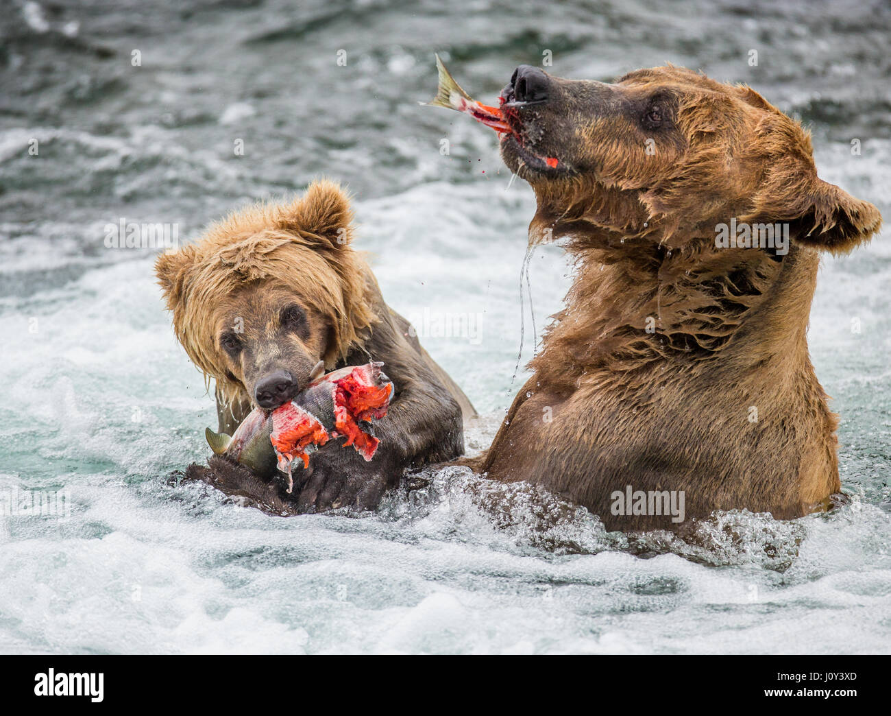 Mother brown bear with cub eats salmon in the river. USA. Alaska ...
