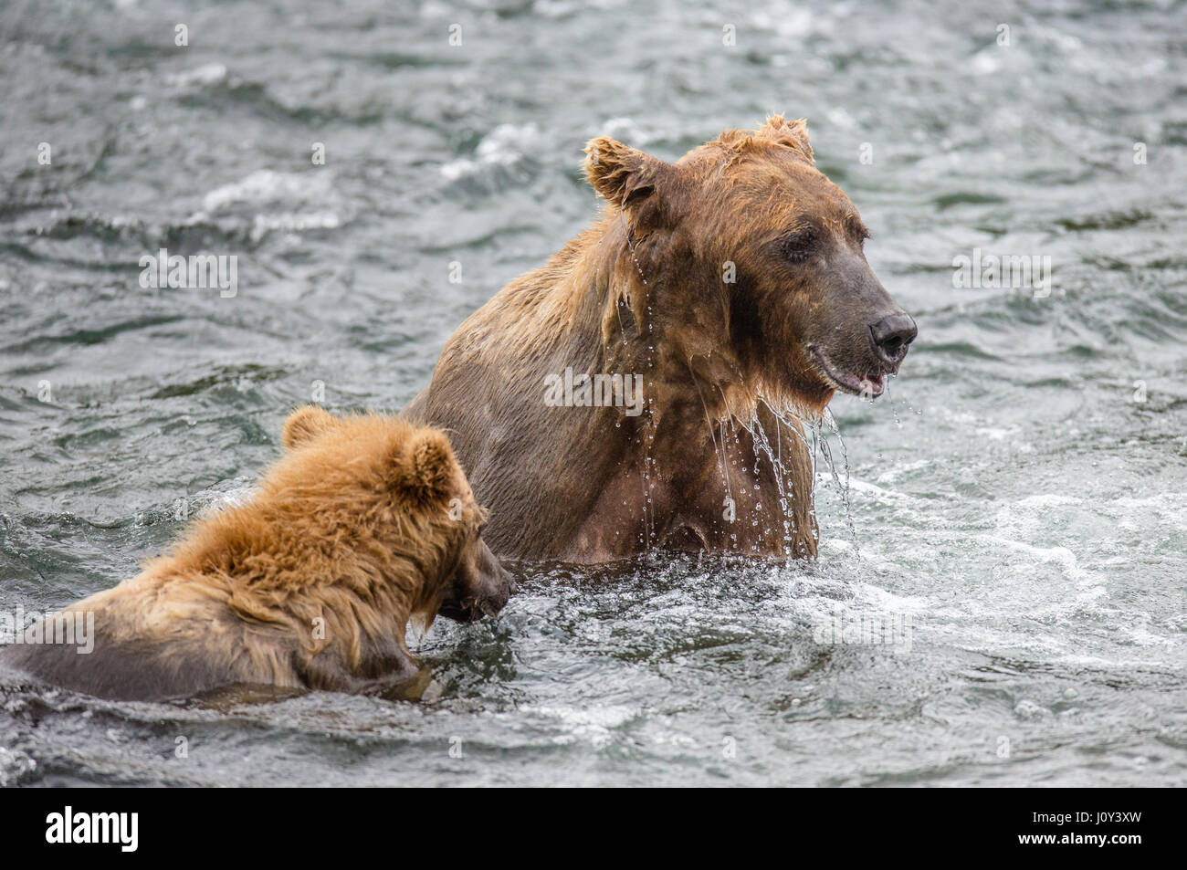 Mother is a brown bear with a cub in the river. USA. Alaska. Kathmai ...