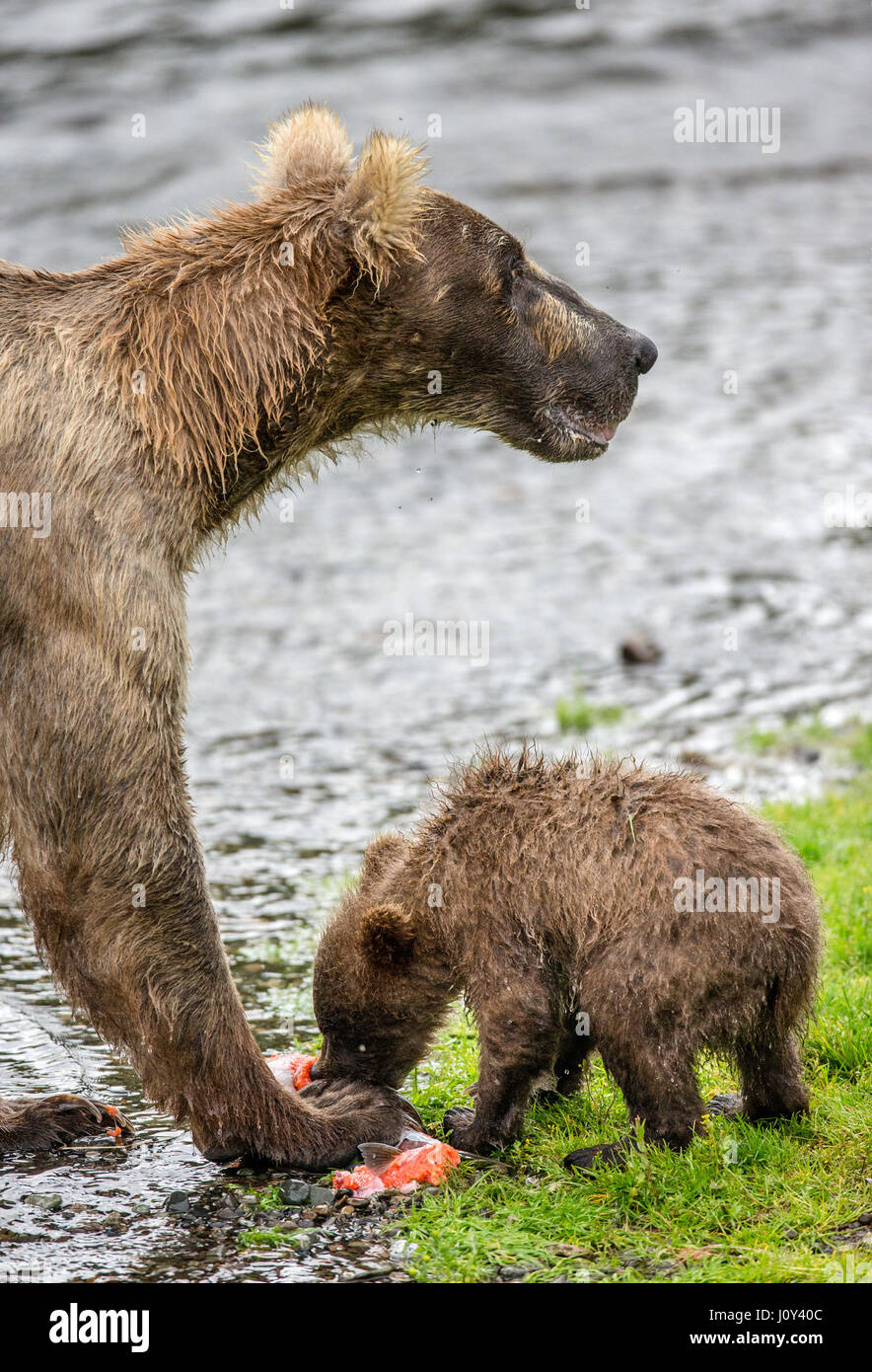 Mother brown bear with cub eats salmon in the river. USA. Alaska ...
