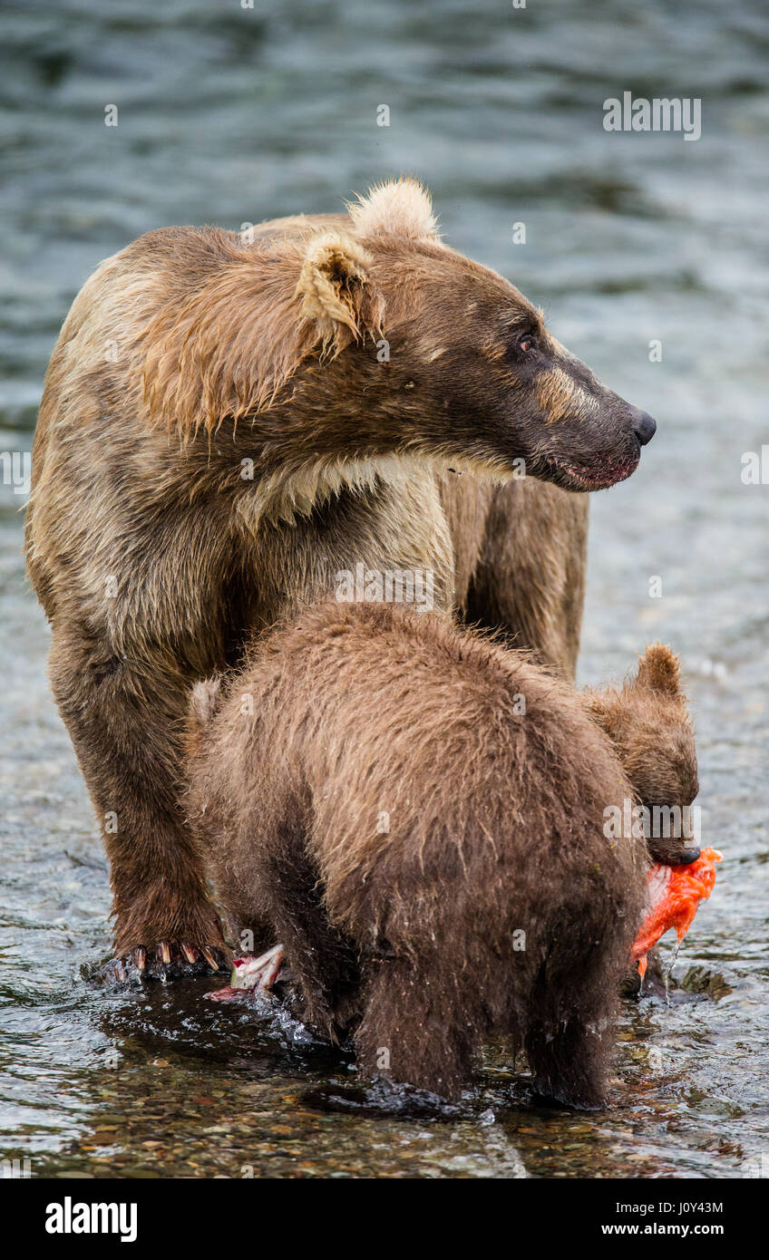 Mother brown bear with cub eats salmon in the river. USA. Alaska ...