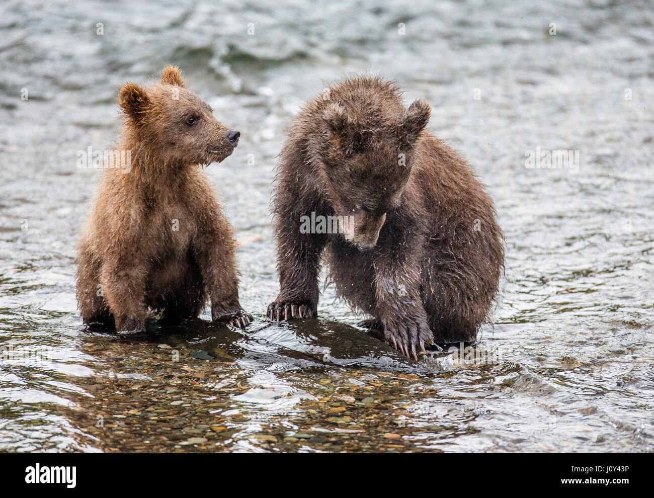 Two brown bear cubs stood in the river next to each other. USA. Alaska ...