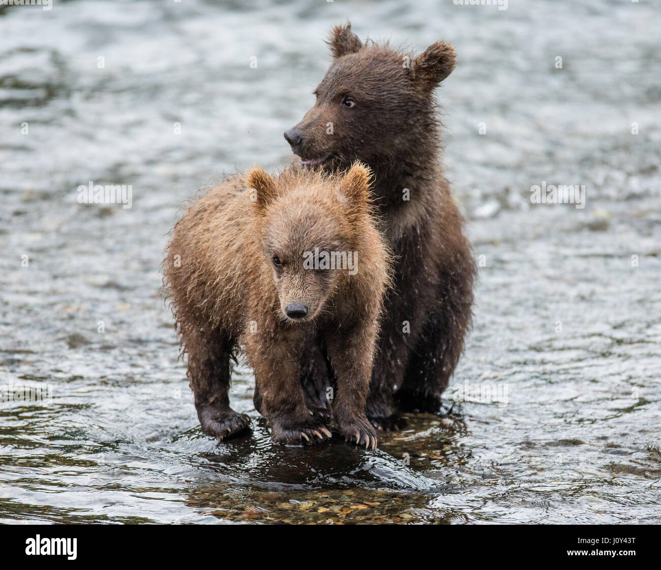 Two brown bear cubs stood in the river next to each other. USA. Alaska ...